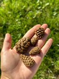 Silicone mold of Mini Pine cone 5 pcs